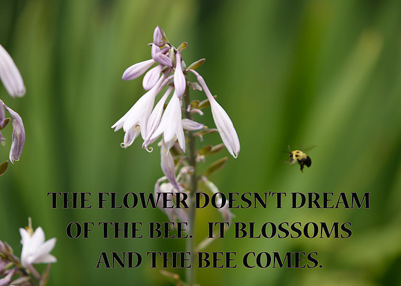 theflowerdoesn'tdreamofthebee_TK_0213