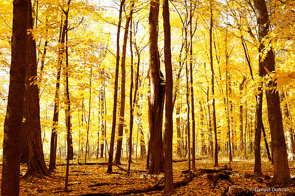 Thatcher-Woods-October_Chicago-Nature-Photography__MG_4408