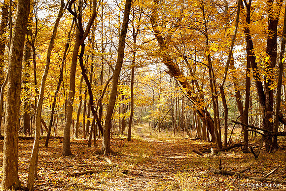Thatcher-Woods-October_Chicago-Nature-Photography__MG_4412