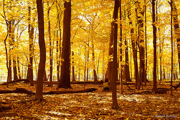 Thatcher-Woods-October_Chicago-Nature-Photography__MG_4396