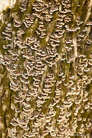 Thatcher-Woods-October_Chicago-Nature-Photography__MG_4414