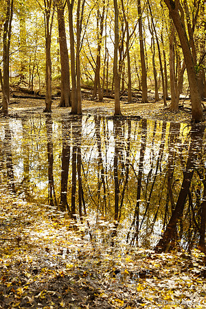 Thatcher-Woods-October_Chicago-Nature-Photography__MG_4426