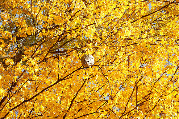 Thatcher-Woods-October_Chicago-Nature-Photography__MG_4433