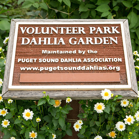 Seattle-PNW-Volunteer-Park-Dahlia-Garden-2019-IMG_5813