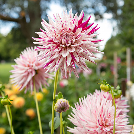 Seattle-PNW-Volunteer-Park-Dahlia-Garden-2019-IMG_5821