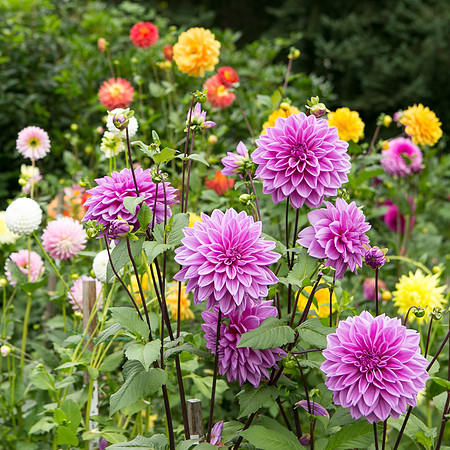 Seattle-PNW-Volunteer-Park-Dahlia-Garden-2019-IMG_5843