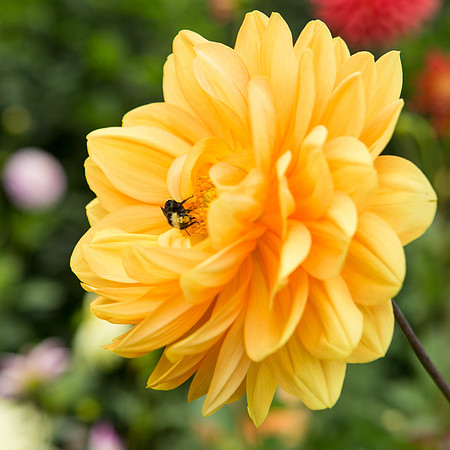 Seattle-PNW-Volunteer-Park-Dahlia-Garden-2019-IMG_5835