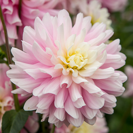Seattle-PNW-Volunteer-Park-Dahlia-Garden-2019-IMG_5848