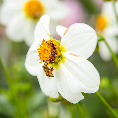 Seattle-PNW-Volunteer-Park-Dahlia-Garden-2019-IMG_5870