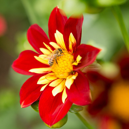 Seattle-PNW-Volunteer-Park-Dahlia-Garden-2019-IMG_5889