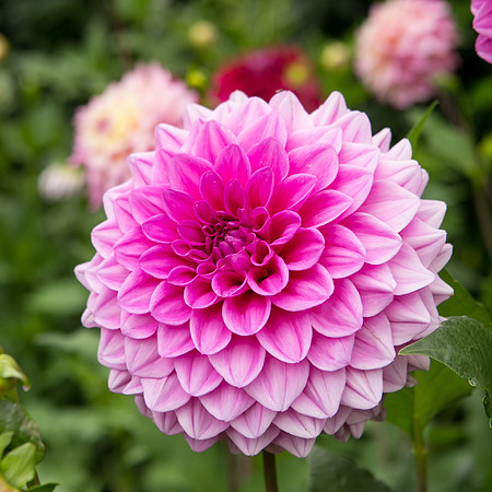Seattle-PNW-Volunteer-Park-Dahlia-Garden-2019-IMG_5948