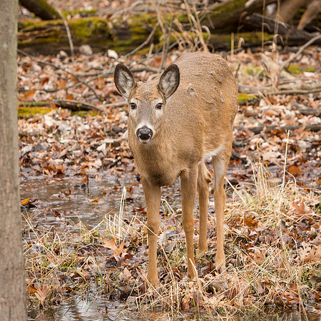 Deer-Bucks-Thatcher-Woods-Chicago-2020-_TK_0046