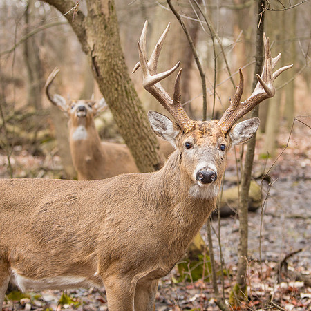 Deer-Bucks-Thatcher-Woods-Chicago-2020-_TK_0077