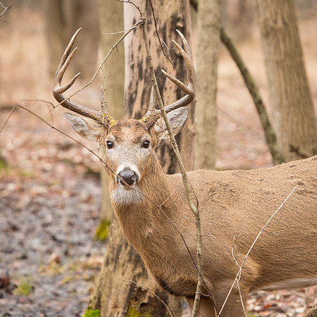 Deer-Bucks-Thatcher-Woods-Chicago-2020-_TK_0147