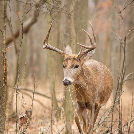 Deer-Bucks-Thatcher-Woods-Chicago-2020-_TK_0143