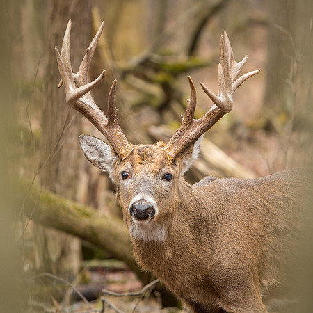 Deer-Bucks-Thatcher-Woods-Chicago-2020-_TK_0167