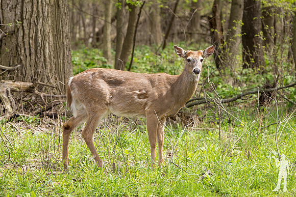 LaurenFleming-05-2019_IMG_9935