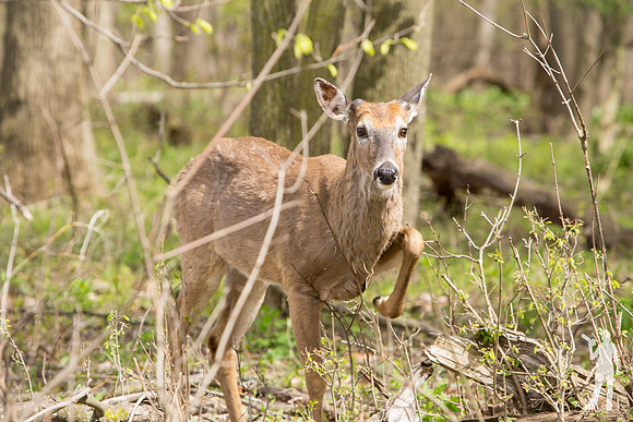 LaurenFleming-05-2019_IMG_9950