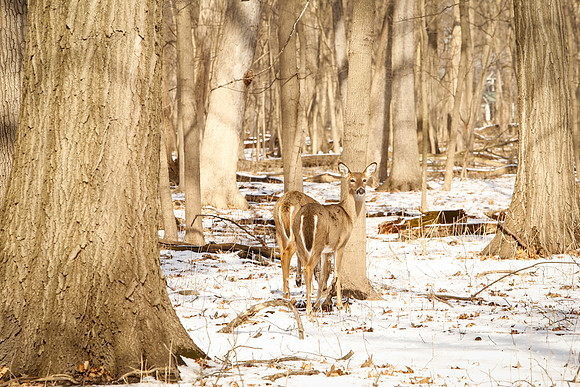 Thatcher-Woods-Deer-Chicago-02.21.19__MG_0889