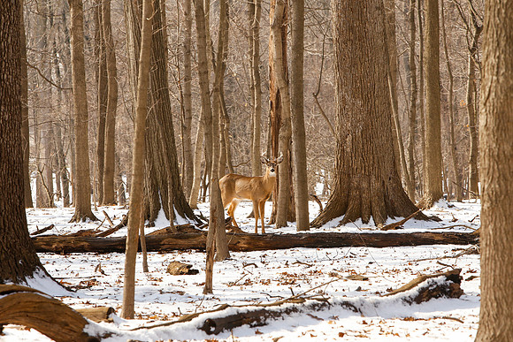 Thatcher-Woods-Deer-Chicago-02.21.19__MG_0925