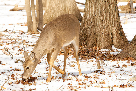 Thatcher-Woods-Deer-Chicago-02.21.19__MG_0899