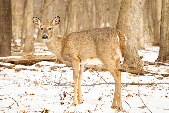 Thatcher-Woods-Deer-Chicago-02.21.19__MG_0958