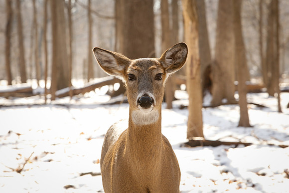 Thatcher-Woods-Deer-Chicago-02.21.19__MG_0933
