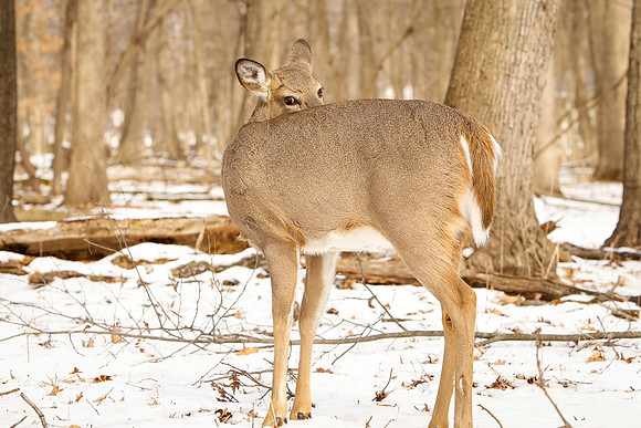 Thatcher-Woods-Deer-Chicago-02.21.19__MG_0960