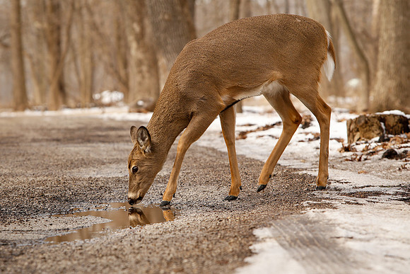 Thatcher-Woods-Deer-Chicago-02.21.19__MG_0969