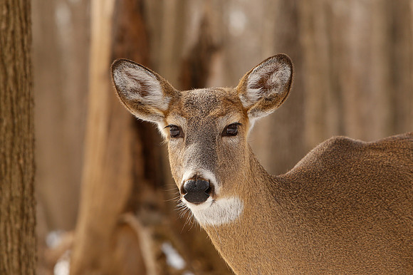 Thatcher-Woods-Deer-Chicago-02.21.19__MG_0986