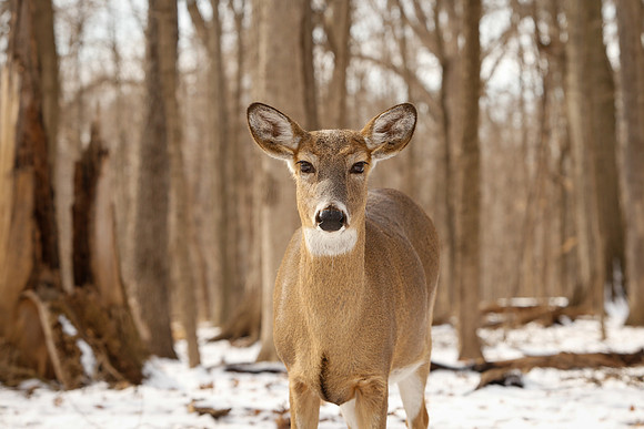 Thatcher-Woods-Deer-Chicago-02.21.19__MG_0994