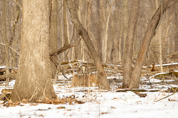 Thatcher-Woods-Deer-Chicago-02.21.19__MG_1035