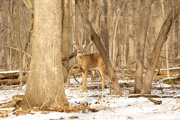 Thatcher-Woods-Deer-Chicago-02.21.19__MG_1038