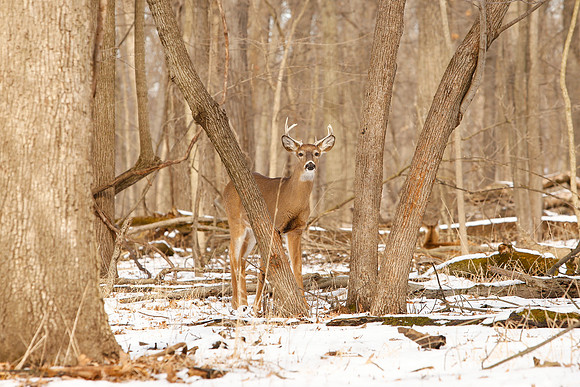 Thatcher-Woods-Deer-Chicago-02.21.19__MG_1044