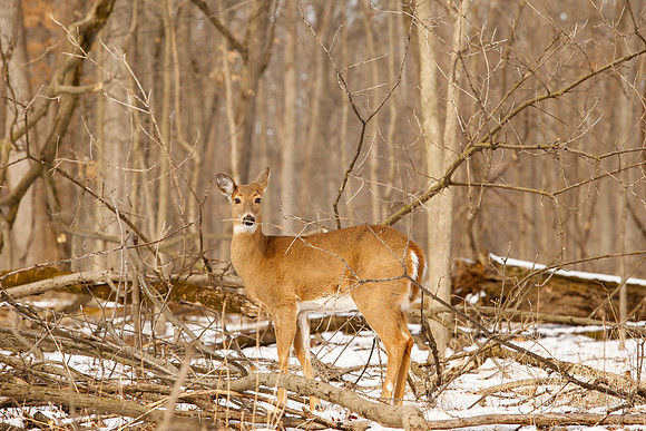 Thatcher-Woods-Deer-Chicago-02.21.19__MG_1061