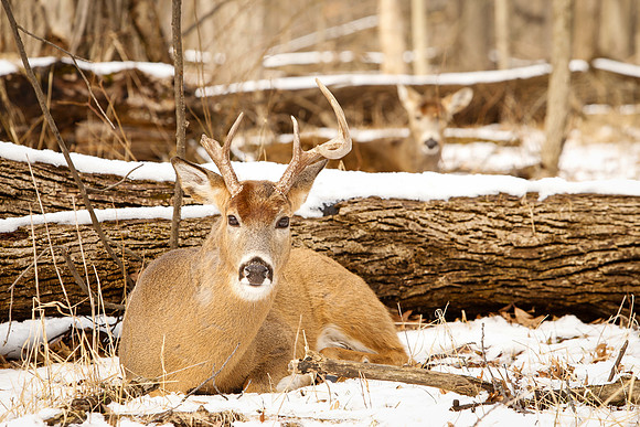 Thatcher-Woods-Deer-Chicago-02.21.19__MG_1089