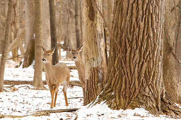 Thatcher-Woods-Deer-Chicago-02.21.19__MG_1102