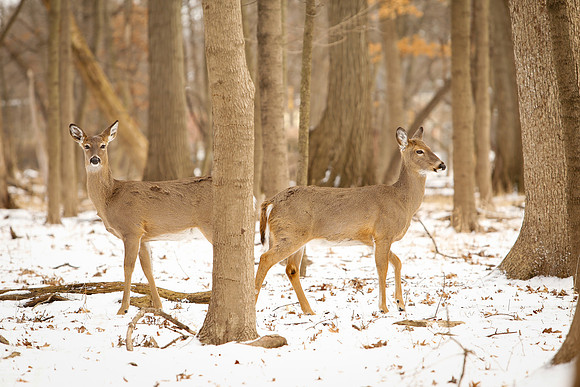 Thatcher-Woods-Deer-Chicago-02.21.19__MG_1120