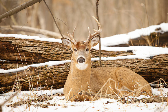 Thatcher-Woods-Deer-Chicago-02.21.19__MG_1127