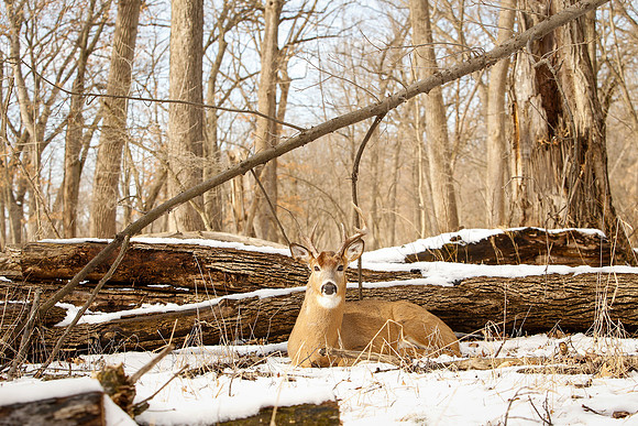 Thatcher-Woods-Deer-Chicago-02.21.19__MG_1144