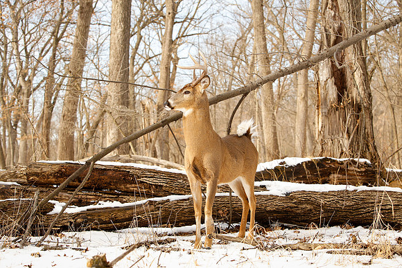 Thatcher-Woods-Deer-Chicago-02.21.19__MG_1154