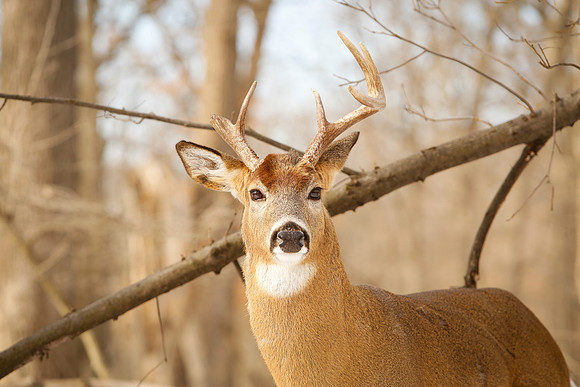 Thatcher-Woods-Deer-Chicago-02.21.19__MG_1160