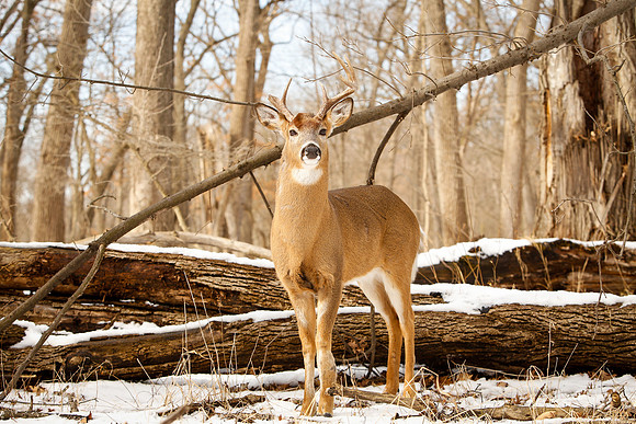 Thatcher-Woods-Deer-Chicago-02.21.19__MG_1165