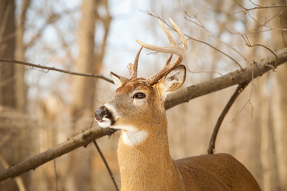 Thatcher-Woods-Deer-Chicago-02.21.19__MG_1173