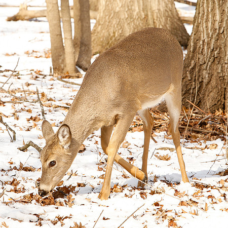Thatcher-Woods-Forest-Chicago-Deer-2019-_MG_0899