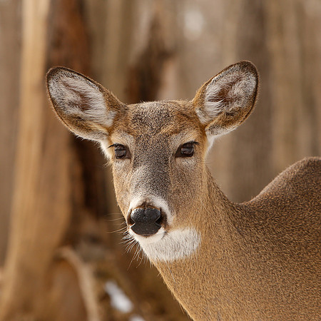 Thatcher-Woods-Forest-Chicago-Deer-2019-_MG_0986