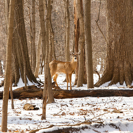 Thatcher-Woods-Forest-Chicago-Deer-2019-_MG_0925