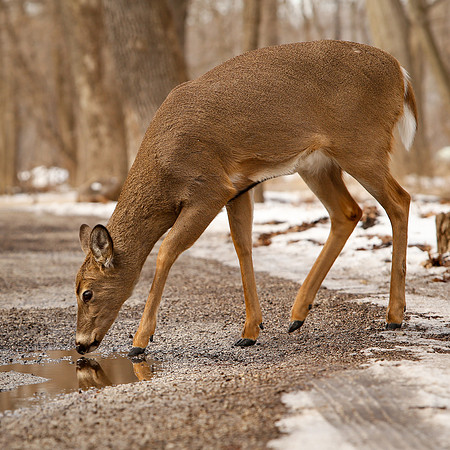 Thatcher-Woods-Forest-Chicago-Deer-2019-_MG_0969