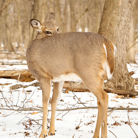 Thatcher-Woods-Forest-Chicago-Deer-2019-_MG_0960