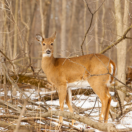 Thatcher-Woods-Forest-Chicago-Deer-2019-_MG_1061